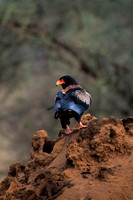 Bateleur