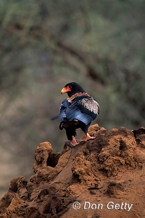 Bateleur