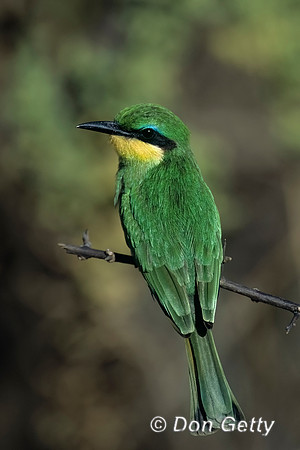 Little Bee-eater