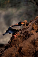 Bateleur
