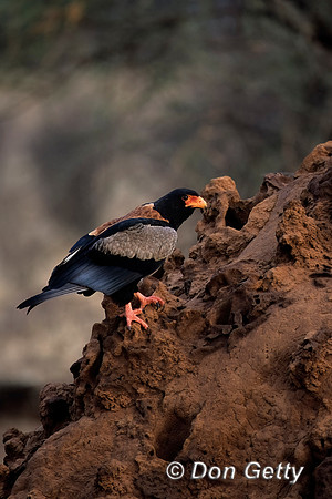 Bateleur