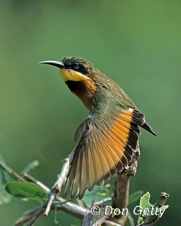 Little Bee-eater