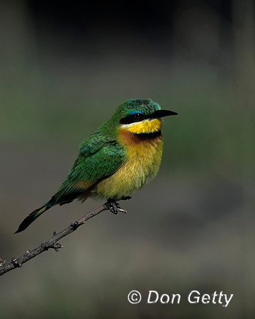 Little Bee-eater