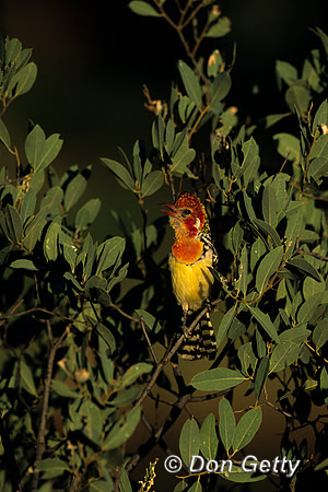 Red-and-yellow Barbet