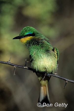 Little Bee-eater