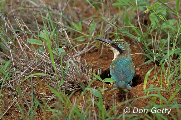 Somali Bee-eater