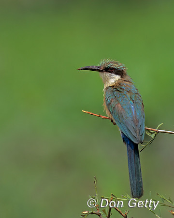 Somali Bee-eater