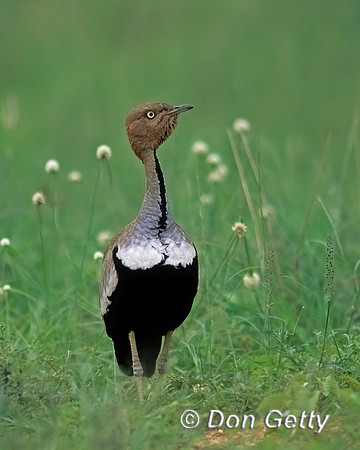 Buff-crested Bustard