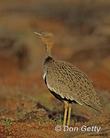 Buff-crested Bustard