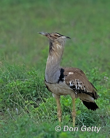 Kori Bustard