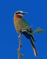 White-fronted Bee-eater