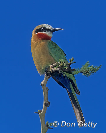 White-fronted Bee-eater