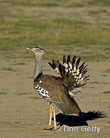 Kori Bustard