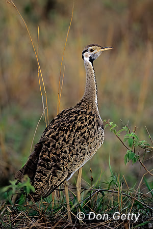 Black-bellied Bustard