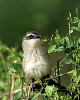 White-browed Coucal