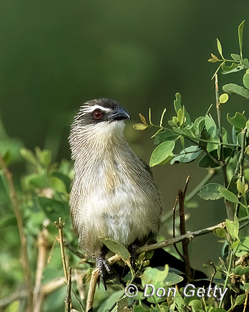White-browed Coucal