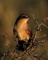 White-browed Coucal