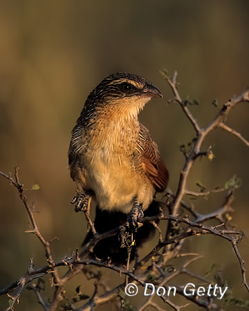 White-browed Coucal