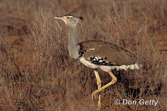 Kori Bustard