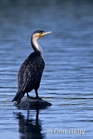 Great Cormorant