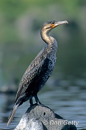 Great Cormorant