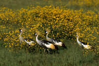 Grey Crowned Crane