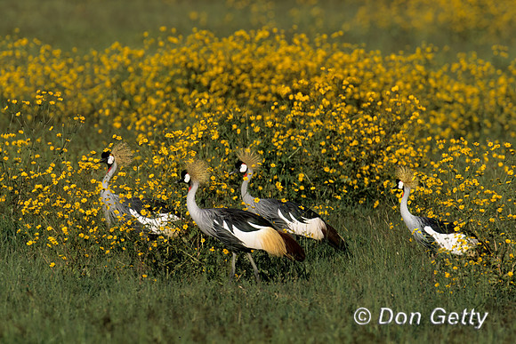 Grey Crowned Crane