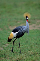 Grey Crowned Crane