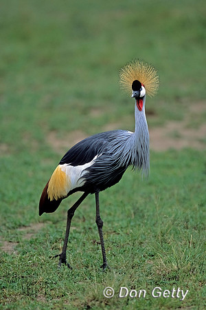 Grey Crowned Crane