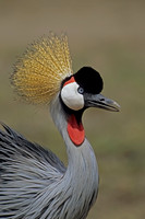 Grey Crowned Crane