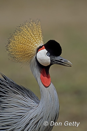 Grey Crowned Crane