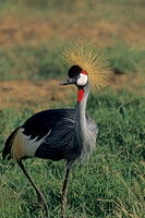 Grey Crowned Crane
