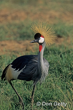 Grey Crowned Crane