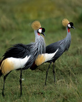 Grey Crowned Crane