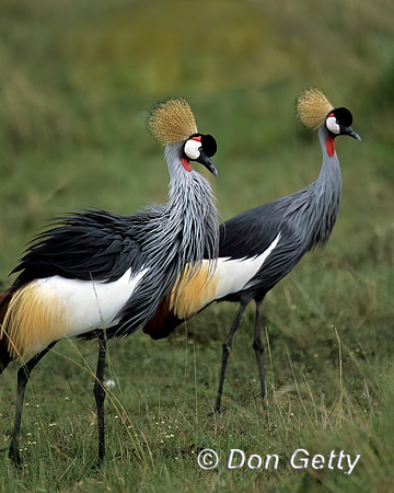 Grey Crowned Crane