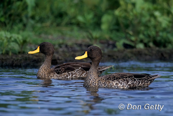 Yellow-billed Duck