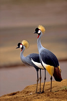 Crane_GC_SCN006