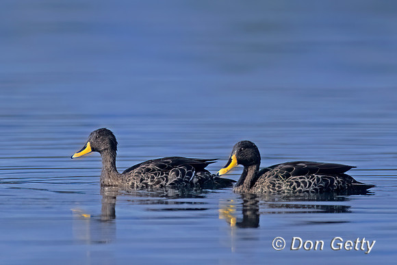 Yellow-billed Duck