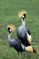 Grey Crowned Crane