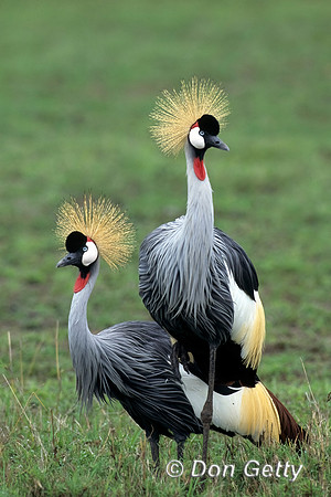 Grey Crowned Crane