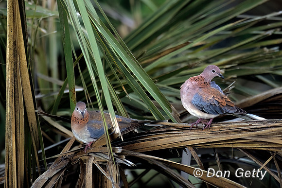 Laughing Dove