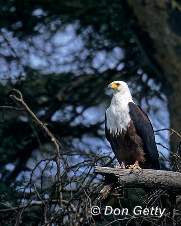 Fish Eagle