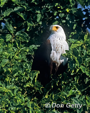 Fish Eagle