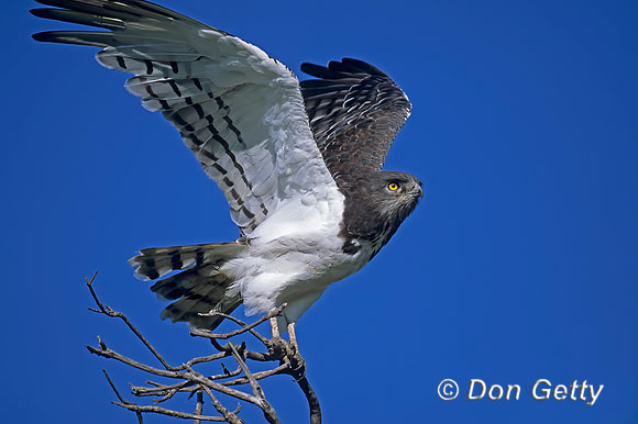 Black-chested Snake Eagle