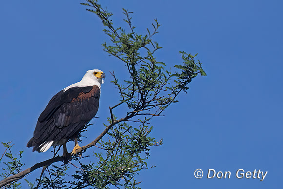 Fish Eagle