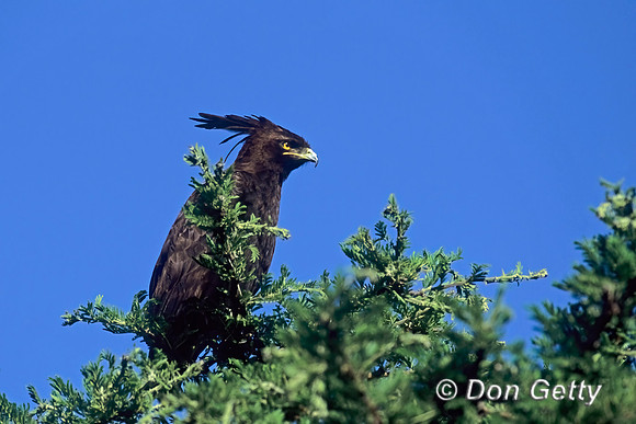 Long-crested Eagle