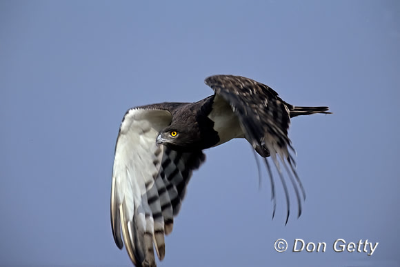 Black-chested Snake Eagle