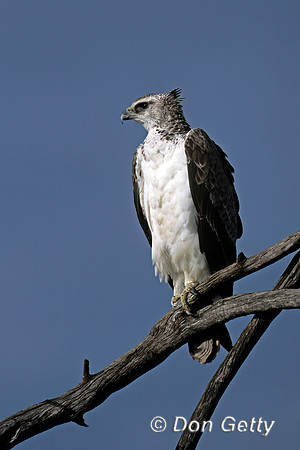 Martial Eagle