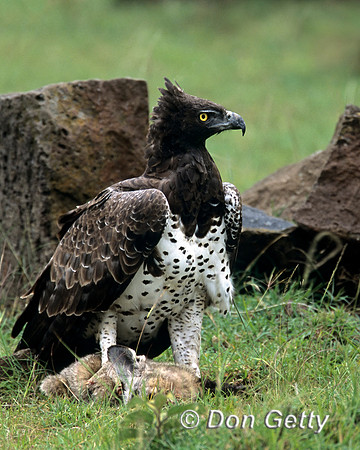 Martial Eagle