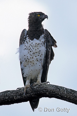 Martial Eagle